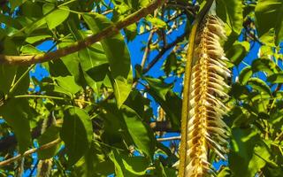 tropical dosettes pendaison de le arbre des graines dans Mexique. photo