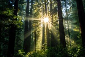 ai généré sunburst par le dense à feuilles persistantes canopée. génératif ai photo