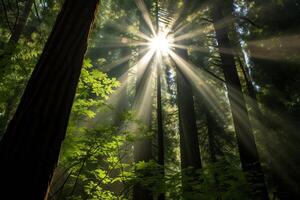 ai généré sunburst par le dense à feuilles persistantes canopée. génératif ai photo