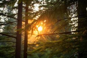 ai généré sunburst par dense à feuilles persistantes branches. génératif ai photo