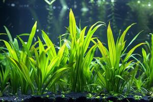 ai généré submergé aquatique plante vallisnéria. produire ai photo