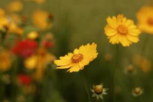 fleurs de marguerite jaune photo