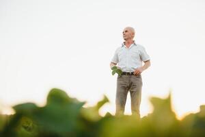 Sénior agriculteur permanent dans soja champ examiner surgir à le coucher du soleil. photo