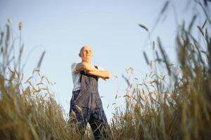 agriculteur dans blé champ inspecter surgir photo