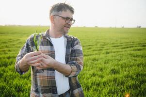 une Jeune agriculteur inspecte le qualité de blé choux dans le champ. le concept de agriculture. photo