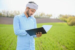 portrait de agriculteur permanent dans une blé champ. agriculteur des stands dans vert blé champ, regards, examine le sien surgir photo