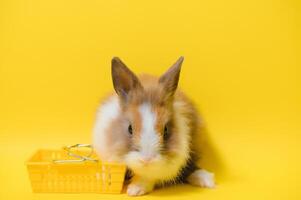 lapin sur Jaune Contexte. national animal, animal de compagnie. espace de copie. printemps, Pâques. photo