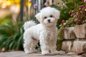 ai généré intelligent adorable bichon chien. produire ai photo