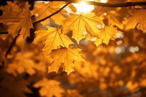 ai généré lumière du soleil filtration par d'or érable feuilles. génératif ai photo