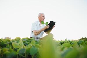 portrait de Sénior agriculteur permanent dans soja champ examiner surgir à le coucher du soleil. photo