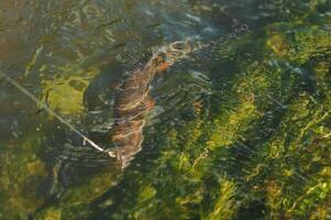 pêcheur, poisson sur une crochet dans le l'eau photo