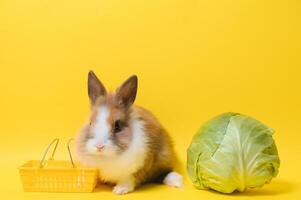 lapin permanent et tenir le achats Chariot sur coloré Contexte. charmant action de Jeune lapin comme achats. photo