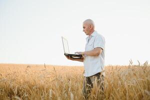 sérieux gris aux cheveux agronome ou agriculteur en utilisant une tablette tandis que inspecter biologique blé champ avant le récolte. retour allumé le coucher du soleil photo. photo