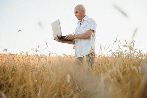 L'agriculture, l'agriculteur ou l'agronome inspectent la qualité du blé dans le champ prêt à être récolté photo