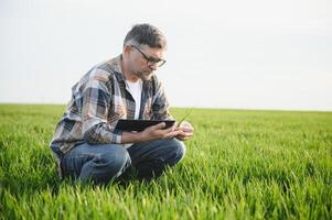 portrait de Sénior agriculteur agronome dans blé champ. réussi biologique nourriture production et cultivation. photo
