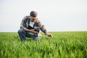 portrait de Sénior agriculteur dans blé champ photo