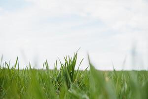 le Jeune pousse de grain sur le Contexte de le bleu ciel photo