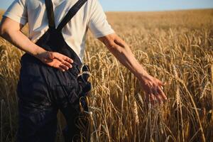 mains cueillir une bouquet de blé dans commande à vérifier pour le maturation de céréales dans le champ. le agriculteur chèques qu'il s'agisse le blé est mûr ou ne pas photo