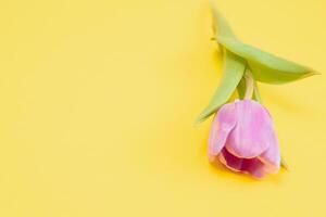 été printemps tulipes sur Jaune Contexte photo