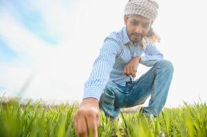 un asiatique agriculteur des stands dans une riz champ. photo