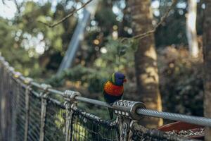 perroquet est assis sur une pont câble dans le forêt photo