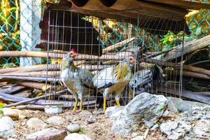 coq et les poules poulets derrière clôture sur ferme dans Mexique. photo