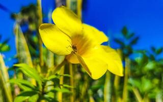 belles fleurs et plantes tropicales jaunes au mexique. photo