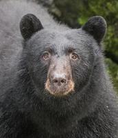 portrait d'ours noir, anan Creek, alasa photo