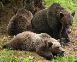 famille ours brun, anan creek, alaska photo