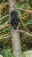 Ourson noir sur log, Anan Creek, Alaska photo