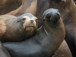 copains lions de mer de californie photo