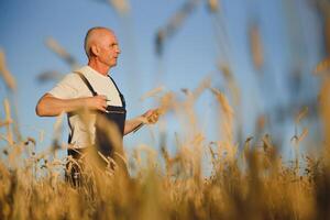 agriculteur dans blé champ inspecter surgir photo