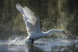 cygne muet qui s'envole photo