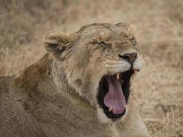 lionne béante en tanzanie photo