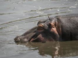 hippopotame endormi dans le serengeti photo