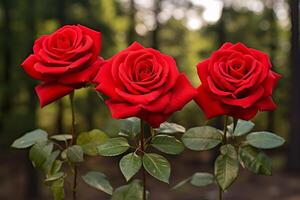 ai généré Trois identique rouge des roses dans plein floraison. génératif ai photo