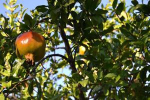 fruit du grenadier photo