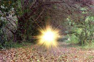 forêt tempérée et mixte photo