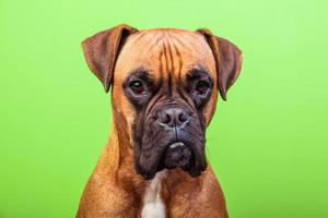 Portrait de chien boxer mignon sur fond coloré, orange photo