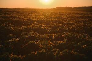 soja les plantes dans agricole champ dans coucher de soleil, sélectif concentrer photo