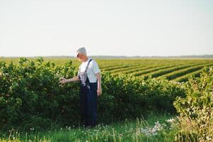 portrait content mature plus âgée homme est souriant. vieux Sénior agriculteur avec blanc barbe. personnes âgées homme permanent et à la recherche à caméra à champ dans ensoleillé journée. photo