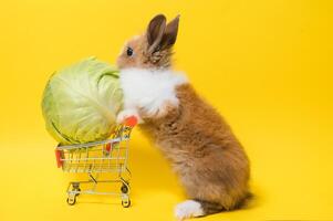 Jeune adorable lapin supporter sur coloré Contexte. mignonne bébé lapin pour Pâques et en ligne achats magasin pour animal de compagnie et légume. photo