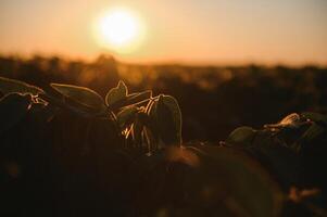 Lignes de champ de soja au coucher du soleil photo