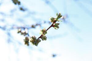 des arbres dans printemps, des arbres Floraison dans printemps, bifurquer, bourgeons sur une bifurquer, magnifique arrière-plan, Jeune feuilles et fleurs sur arbre branches photo
