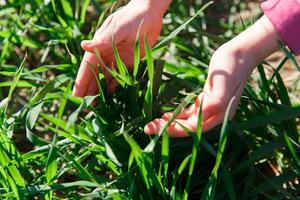 printemps herbe sur le champ, vert herbe, herbe grandit sur le champ, champ dans printemps photo