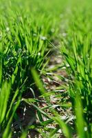 printemps herbe sur le champ, vert herbe, herbe grandit sur le champ, champ dans printemps photo