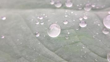 macro photo de gouttes de pluie sur feuilles