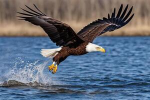 ai généré un Aigle est chasse le proie pour nourriture photo