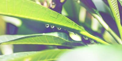 gouttelettes d'eau sur les feuilles photo