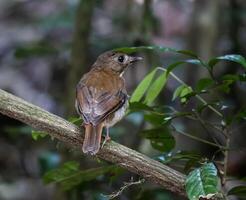 oiseau la photographie, oiseau image, plus magnifique oiseau la photographie, la nature la photographie photo